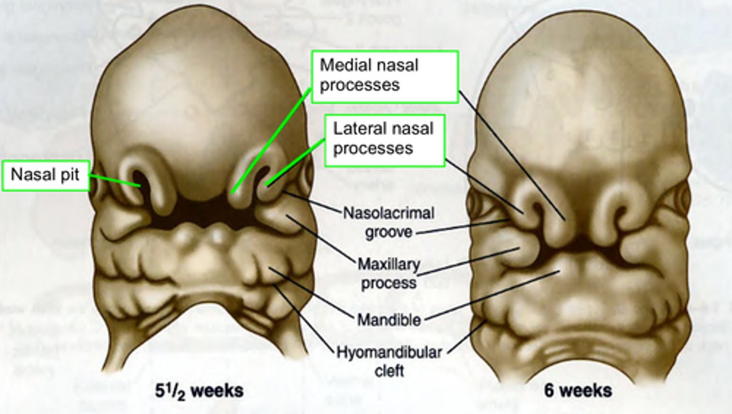 <p>The Primary Palate (hard palate) is formed by what? </p>
