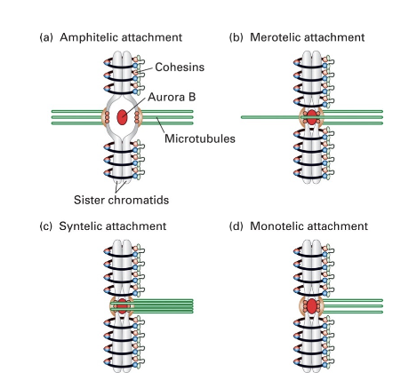<p>a- <span style="color: green">amphitelic - 2 kinetochores = 2 spindle poles (generates necessary tension)</span></p><p>b- merotelic - 1 kinetochore = 2 spindle poles</p><p>c- syntelic - 2 kinetochore = 1 spindle pole</p><p>d- monotelic - 1 kinetochore = 1 spindle pole</p>