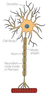 <p> What neuron is this</p>