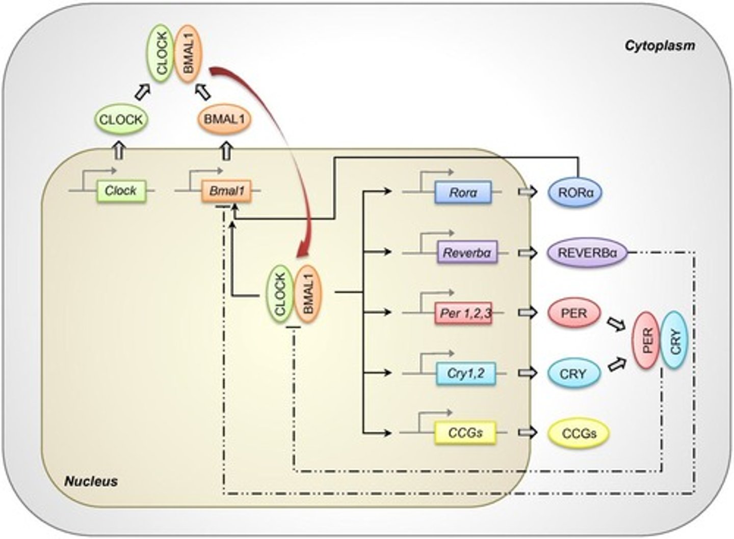 <p>Genes controlling circadian rhythms in tissues.</p>