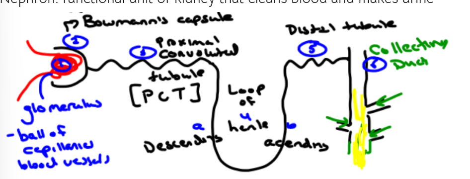 <p>Nephron</p>