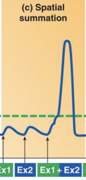 <p><strong>Spatial Summation </strong>means </p>