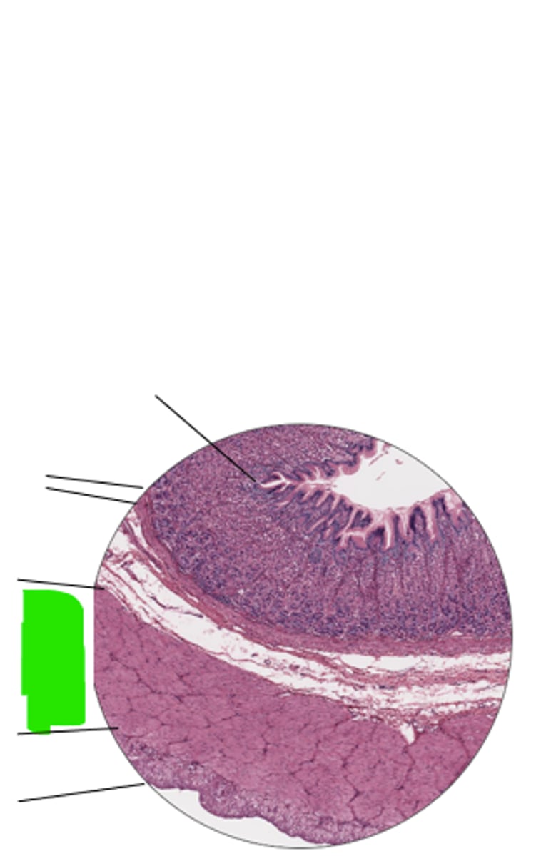 <p>name region and organ highlighted</p>