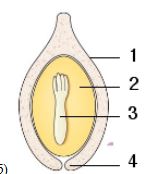 <p>The illustration above shows a maturing gymnosperm seed. What does label 2 indicate?</p>