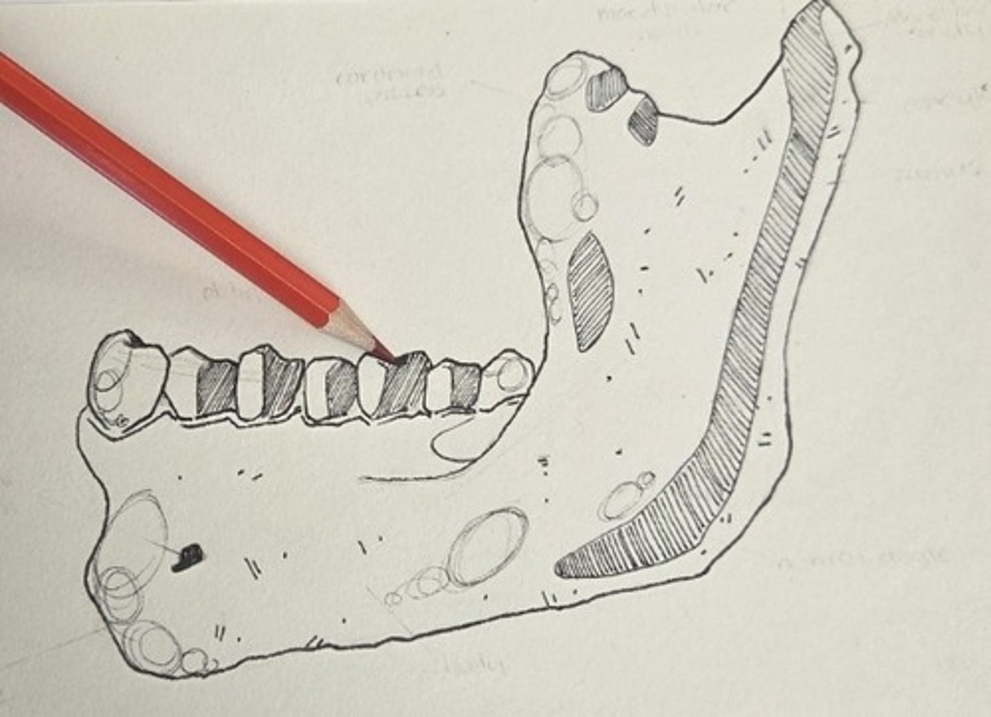 <p>a weak eminence that passes from the root of the ramus to the area at the rear of the mental foramen</p>
