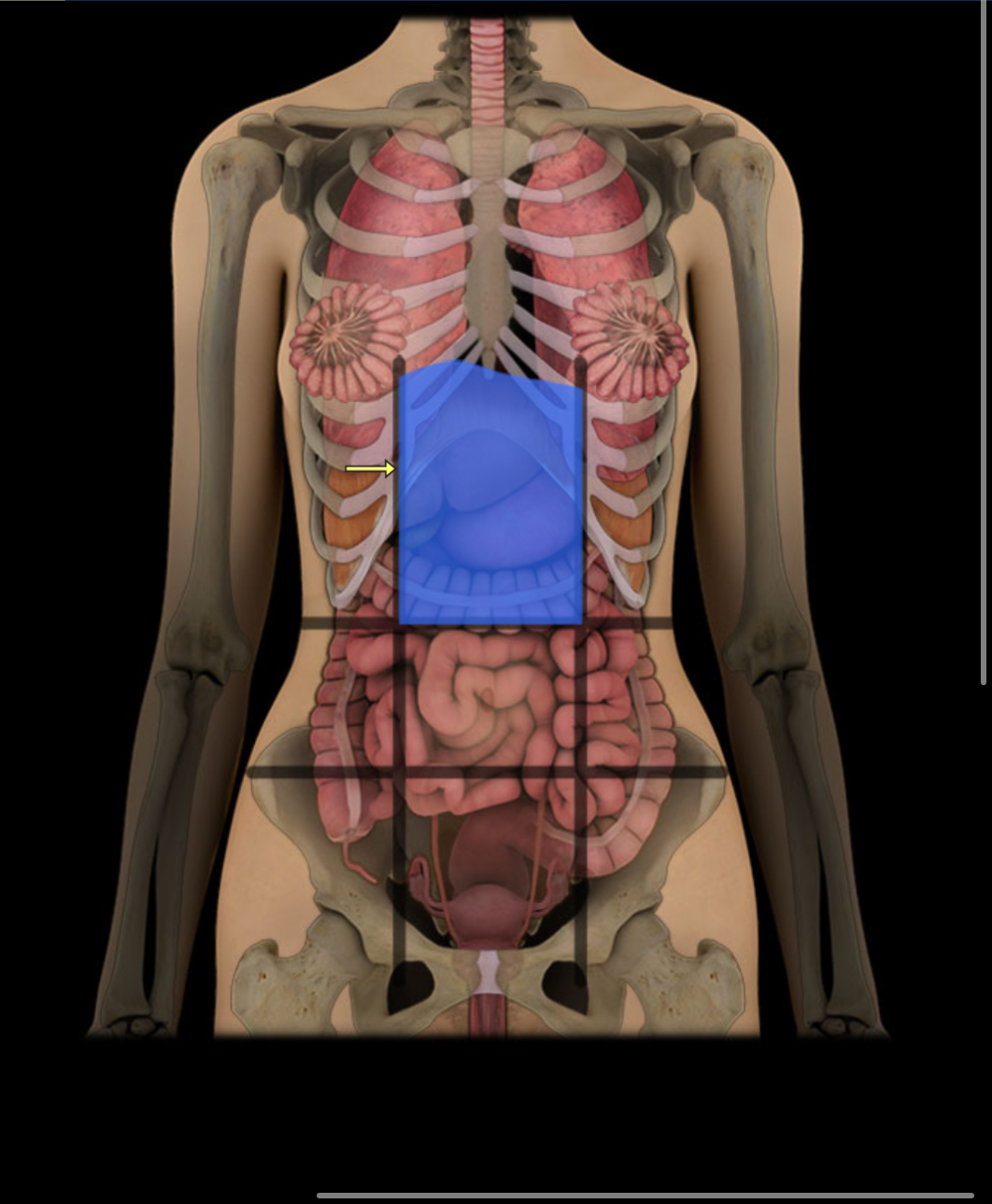 <p><span style="color: red;"><strong>Upper middle abdomen;</strong></span> <strong>contains stomach.</strong></p>