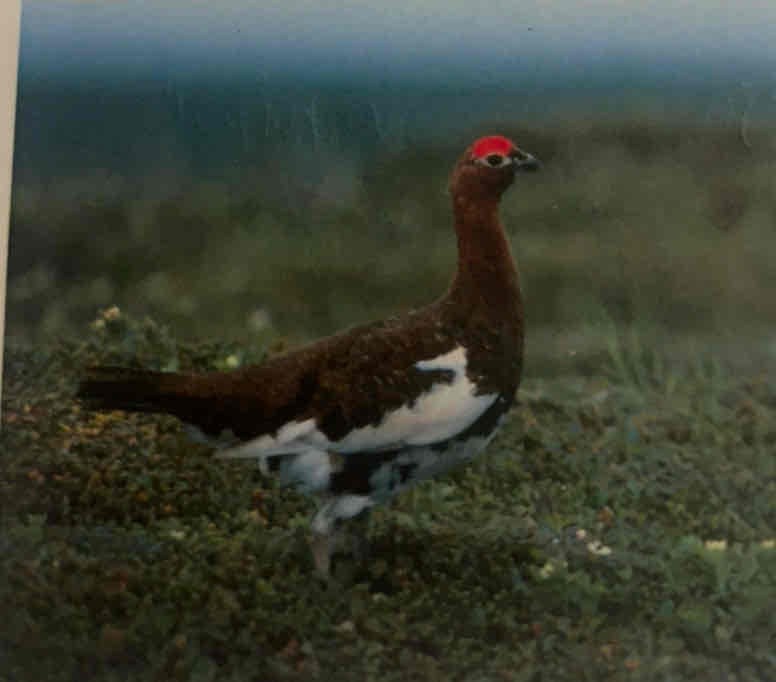 term image