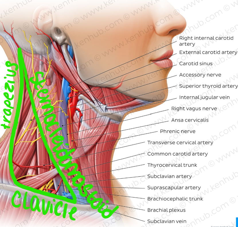 <p>List the boundaries of lateral cervical triangle:</p><p>A. <strong>trapezius m.</strong></p><p>B. <strong>sternocleidomastoid m.</strong></p><p>C. <strong>clavicle</strong></p><p></p>