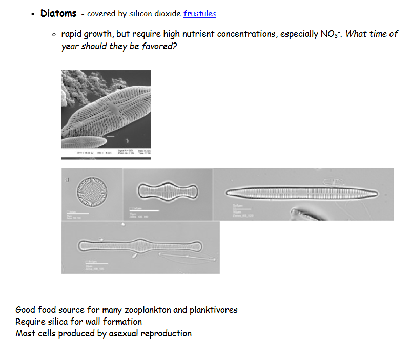 <p>covered by silicon dioxide frustules</p><p>rapid growth, but require high nutrient concentrations, especially NO 3- . Good food source for many zooplankton and planktivores</p><p>Require silica for wall formation</p><p>Most cells produced by asexual reproduction</p>