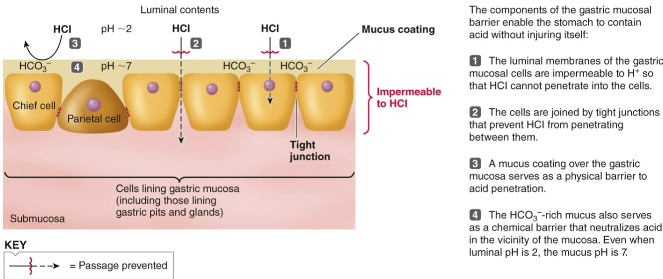 <ul><li><p><mark data-color="yellow" style="background-color: yellow; color: inherit">carbohydrate digestion continues due to swallowed salivary amylase</mark></p><ul><li><p><u>amylase is destroyed by stomach acid</u>, but the interior of swallowed food masses is protected</p></li></ul></li><li><p><mark data-color="yellow" style="background-color: yellow; color: inherit">protein digestion begins in the antrum w/ the action of HCl &amp; pepsin</mark> </p><ul><li><p>proteins are hydrolyzed into smaller peptides</p></li></ul></li><li><p><mark data-color="yellow" style="background-color: yellow; color: inherit">stomach lining is protected from digestion by the </mark><strong><mark data-color="yellow" style="background-color: yellow; color: inherit">gastric mucosal barrier</mark></strong></p><ul><li><p>secretion of bicarbonate-rich mucus</p></li><li><p><u>stomach lining is replaced every 3 days</u></p></li></ul></li></ul><p></p>