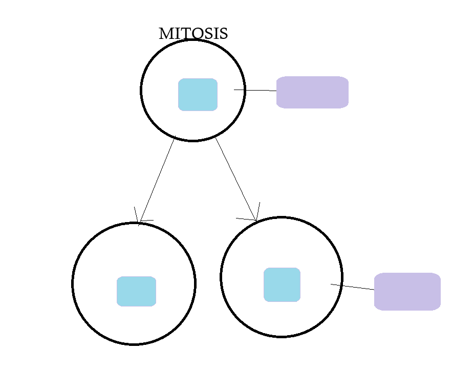 <p>complete the diagram for mitosis</p>