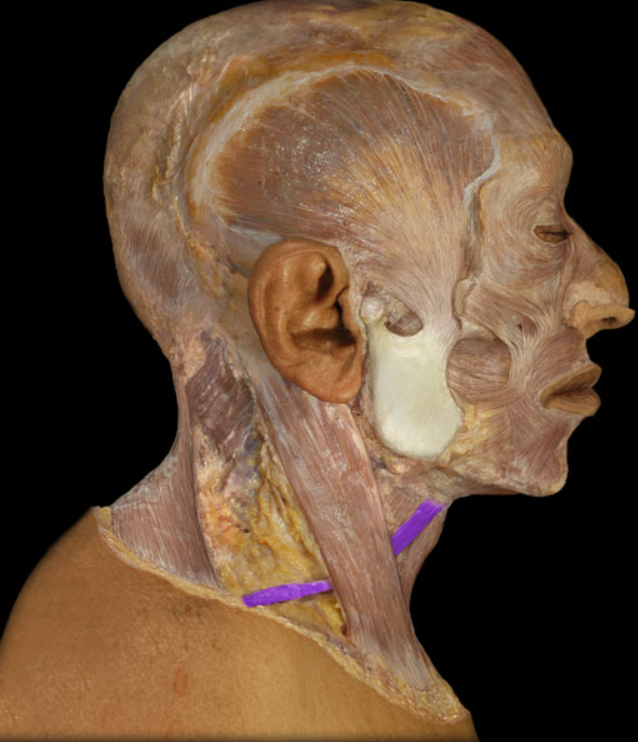 <ul><li><p>Action: Depression of hyoid bone</p></li><li><p>Origin: Scapula (superior border)</p></li><li><p>Insertion: Hyoid bone</p></li><li><p>Innervation: Ventral rami of C1-3 spinal nerves (ansa cervicalis)</p></li></ul><p></p>