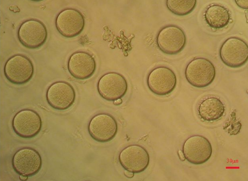 <p>First stage of <strong>Embryonic Development</strong>. Initial cell formed from fertilization.</p>