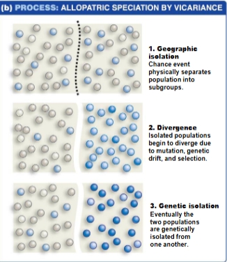 <p>the physical splitting of a habitat</p>