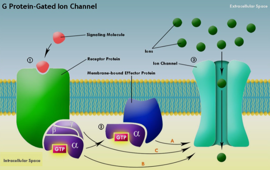 <ul><li><p>1) a signaling molecule has to activate a metabotropic receptor</p></li><li><p>2) this allows a G protein to become activated</p></li><li><p>3) the activated G protein can bind (directly or indirectly)to a g-protein ion channel </p></li></ul><p></p>