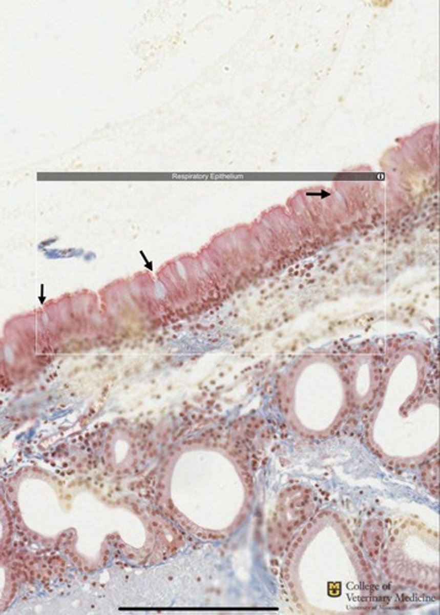<p>What epithelium type is shown and what structures accompany it?</p>