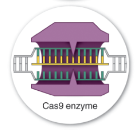 <p>The RNA guide and Cas9 enzyme are produced. RNA guide will lead the Cas9 enzyme to the desired sequence and will cut at that locus. </p>