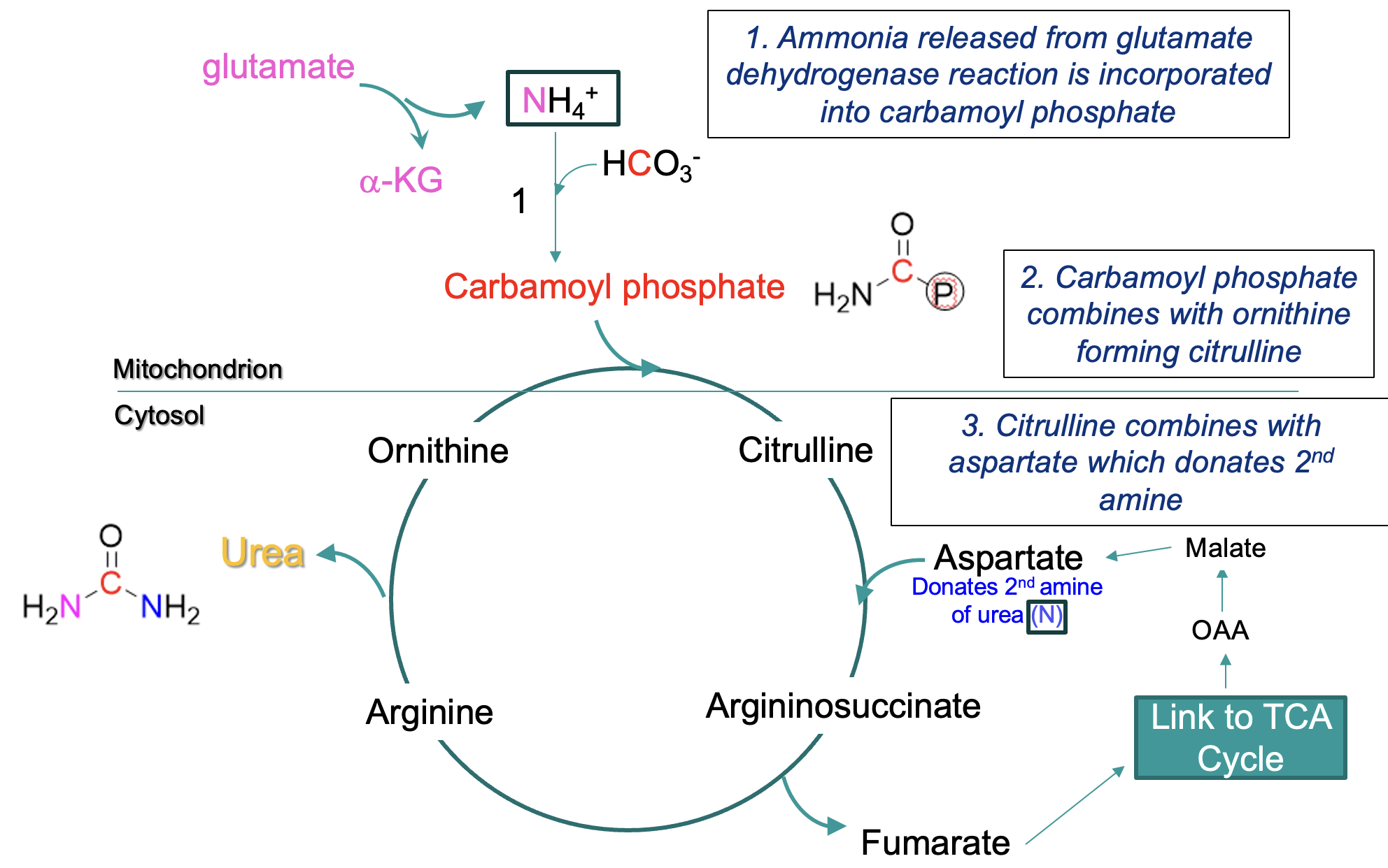 <p><span style="font-family: Arial">Fumarate is formed from the cleavage of arginosuccinate (an intermediate of the citric acid cycle)</span></p><p><span style="font-family: Arial">Fumarate → malate → oxaloacetate (an </span><span style="font-family: Symbol">a</span><span style="font-family: Arial">-keto acid)</span></p><p><span style="font-family: Arial">Oxaloacetate can acquire a second amino group to become aspartate – returns to the urea cycle</span></p>