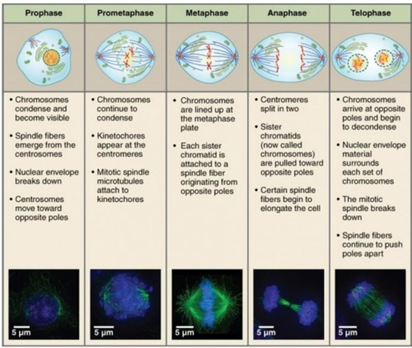 <p>Prophase, Metaphase, Anaphase, and Telophase.</p>