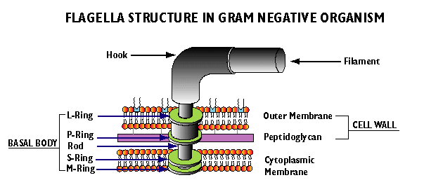 <p>consists of the L-ring, P-ring, S-ring, and M-ring all in order from the hook </p><p>L-ring is in the lipoprotein layer of the cell wall</p><p>P-ring is in the peptidoglycan layer of the cell wall</p><p>S-ring and M-ring is in the plasma membrane</p><p>all these rings are connected by a rod protein </p>