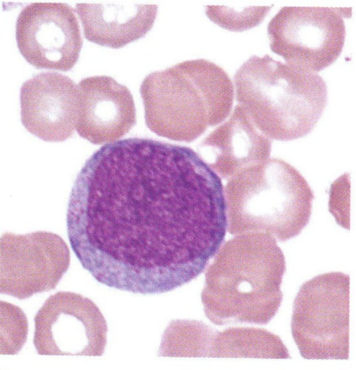 <p>Define Stage of Granulopoiesis</p>