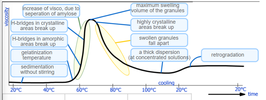<ol><li><p>Sedimentation without stirring</p></li><li><p>Gelatinization temperature (~60C)</p></li><li><p>H-Bridges in amorphic areas break up</p></li><li><p>H-bridges in crystalline areas break up</p></li><li><p>Increase of viscosity due to separation of amylose</p></li><li><p>Maximum swelling volume of the granules</p></li><li><p>Highly crystalline areas break up</p></li><li><p>Swollen granules fall apart</p></li><li><p>A thick dispersion </p></li><li><p>Retrogradation</p></li></ol><p></p>