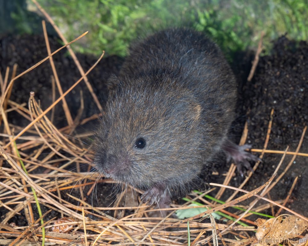 <p><em>Microtus pennsylvanicus</em></p>