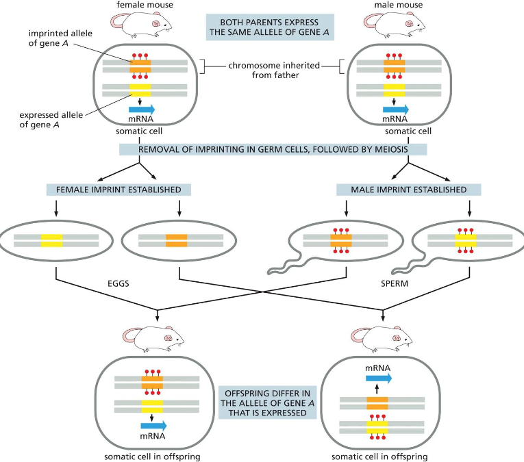 <ol><li><p>both parents express the same allele of gene A (from chromosome inherited from father)</p></li><li><p>removal of imprinting in germ cells, followed by meiosis</p></li><li><p>Female/male imprints established</p></li><li><p>Grow into mature individuals</p></li><li><p>Offspring differ in the allele of gene A that is expressed</p></li></ol><p>basically when maternally inherited gene is active, paternally inherited gene copy is silent or vice versa</p>