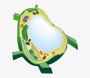 <p>Identify and explain the function of this organelle:</p>