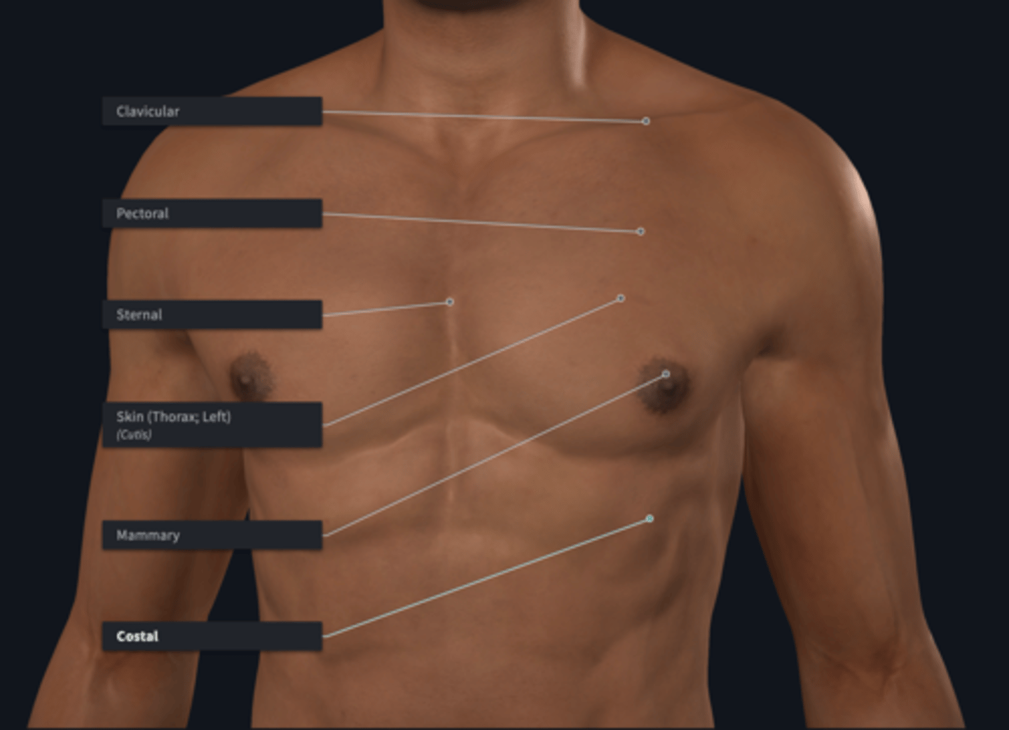 <p>The thorax is subdivided into which subregions</p>
