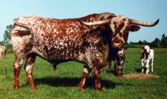 -Developed in TEXAS
-Long horns pointing upward, color variation and spotting, medium to large size
-Disease and parasite resistant, aggressive, lean meat. breed fashioned entirely in US