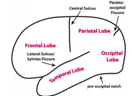 <p>separate parietal and occipital lobe </p>