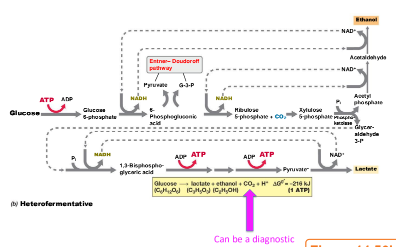 <p>What does heterofermentative fermentation yield?</p>