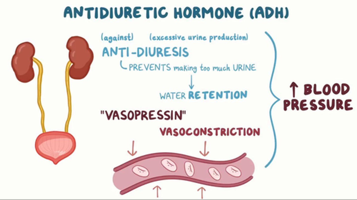 <p>Stimulates vasoconstriction</p>