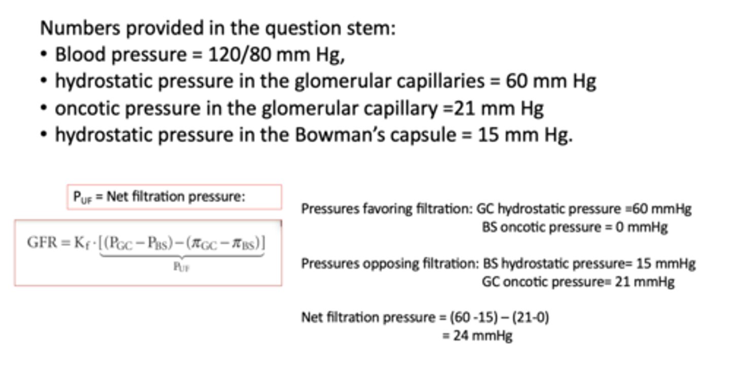 <p>c. 24 mm Hg (understand calculation w/ different numbers!!!!!!)</p>
