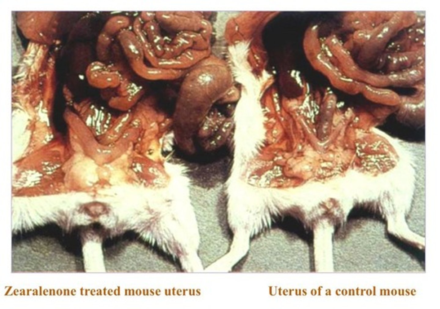 <p>Possible inhibition of embryonic development and decreased fertility.</p>