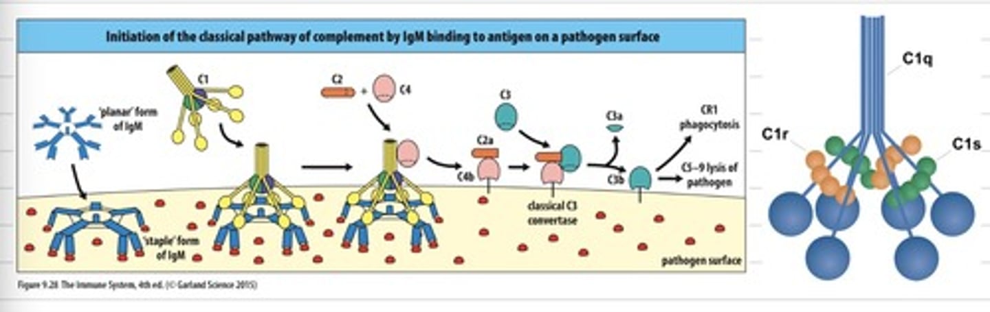 <p>- Kräver inbunden antikropp till ett antigen på cellytan<br>1. C1r klyver C1s som klyver C4 och C2<br>2. Vi får C3-konvertas som sätter sig på bakteriell yta<br>3. C3-konvertas klyver C3<br>4. C3b binder till C3-konvertas och bildar C5-konvertas<br>5. C5-konvertas klyver C5<br>6. C5b binder till C6 och C7 som i sin tur binder till C8 och C9<br>7. Bildar membran attack komplex som gör hål i bakteriens cellmembran</p>