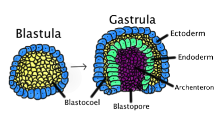 <ul><li><p>forms gastrula</p></li><li><p>forms blastopore and archenteron</p></li><li><p>sets up formation of outer and inner germ layers</p></li><li><p>organogenesis gives rise to tissue, organs and organ systems</p></li></ul><p></p>