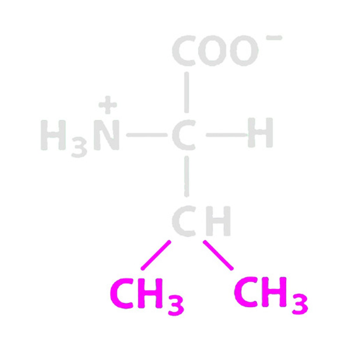 <p>Name the amino acid with the abbreviation of Val</p>