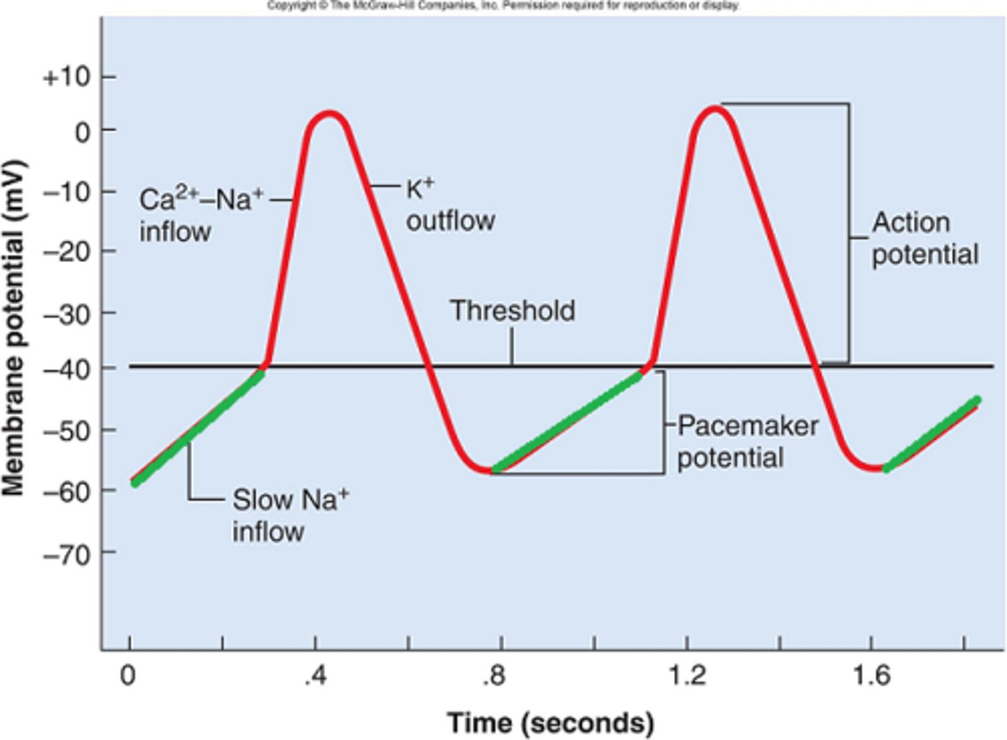 <p>potential changes due to changes in permeability to various ions (K+, Na+, Ca)</p><p>- unique voltage gated channel (F type) causes pacemaker potential</p><p>- Once threshold is reached, AP due to Ca+</p>