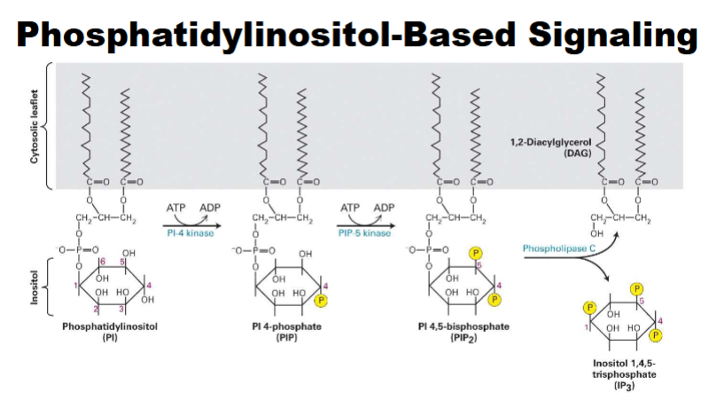 <p>-phospha. lipids can under go phosphoralyation → PIP→PIP2→ can do to get phospholipase C</p><ul><li><p>DAG imobile (know second messengers) *IP3 mobile </p></li></ul><p></p>
