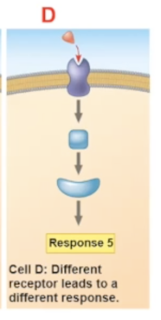 <ul><li><p>different receptors will communicate with different relay protein</p></li></ul><p></p>