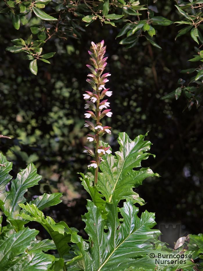 <p>Bear’s Breech - <em>Acanthus mollis</em></p>