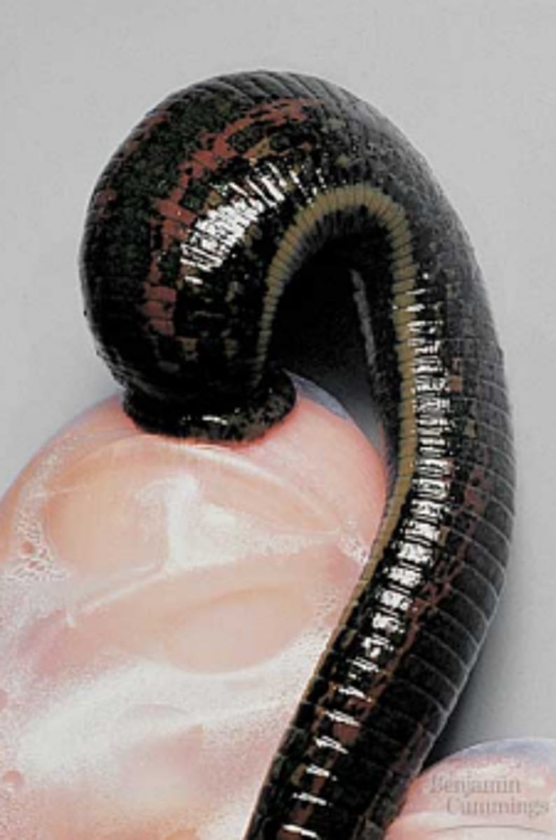 <p>Främre och bakre sugkropp. Inga borst (chatae). Reducerat coelom. Clitellum (indikation att daggmaskar och iglar är närmare besläktade med varandra än med havsmaskar). Dorsalt anus. Rovdjur, parasiter, asätare (ex blodigel). Har en otroligt förgrenad mag och tarm system för att kunna fylla på med blod så mycket som möjligt.</p>