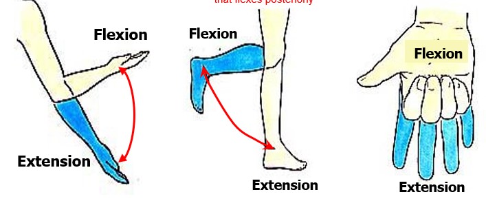 <p>flexion and extension</p>