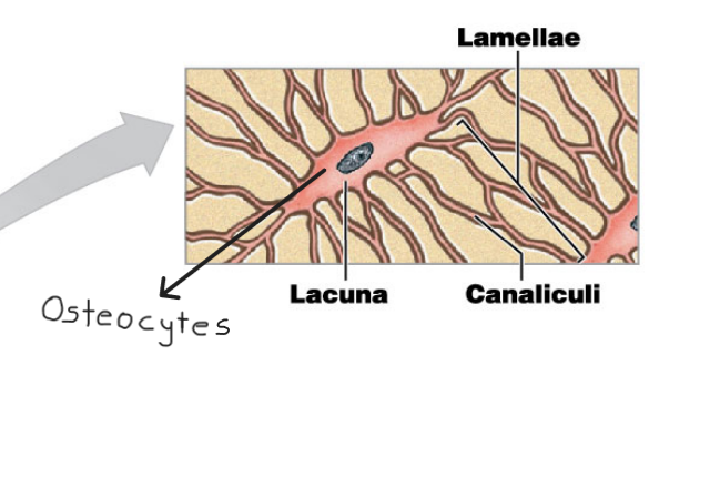 Osteocytes 