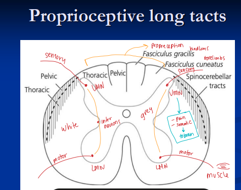 <p><span style="background-color: transparent;"><strong>Neurological Localization of PNS and Spinal Cord Disease</strong></span></p>