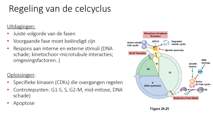 <ul><li><p>Specifieke kinases (CDKs) die overgangen regelen.</p></li><li><p>Controlepunten: G1/S, S, G2/M, mid-mitose, DNA schade</p></li><li><p>Apoptose</p></li></ul><p></p>