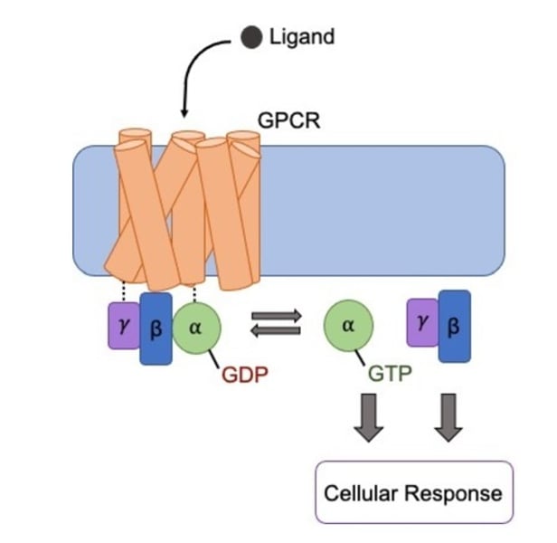 <p>Ligand binds to GPCR<br>GDP attached to alpha subunit swaps for GTP<br>GTP detaches the alpha unit from beta and gamma units<br>This activates the cell response</p>