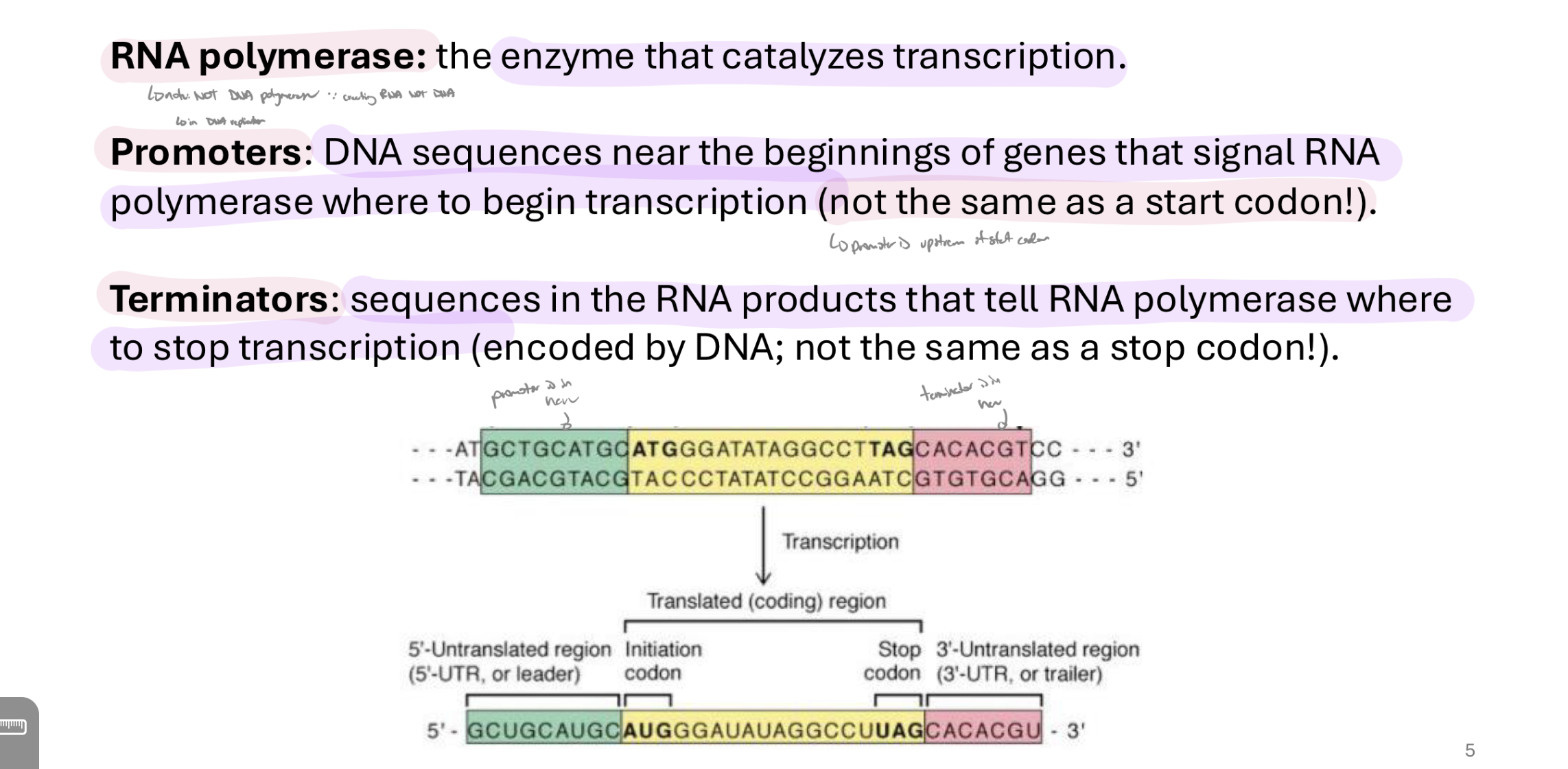 <p>notes: </p><ul><li><p>rna pol is diff from dna pol → rna pol transcribes, dna pol dubpicates dna</p></li></ul><ul><li><p>promoters are NOT the same as a start codon → they are upstream from them </p></li><li><p>same w terminators and stop codons → terminators are downstream</p></li></ul><p></p>